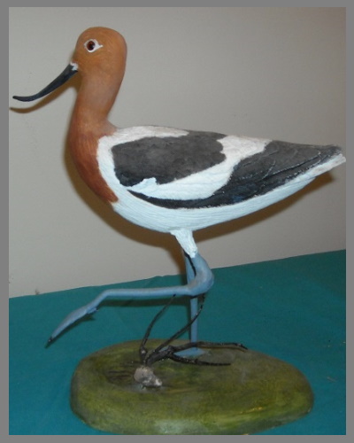 avocet